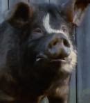 Jones and becomes the tyrannical leader of the animal farm after ousting his political rival. Napoleon Voice - Animal Farm (1999) (Movie) | Behind The Voice Actors