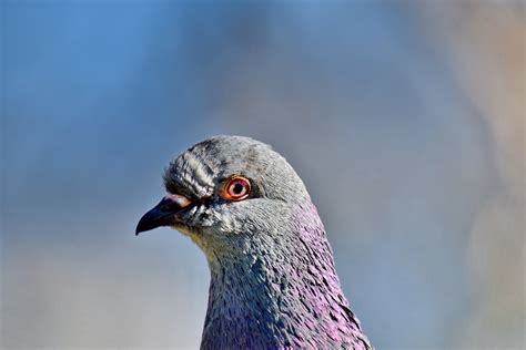 Free Picture Beautiful Close Up Colorful Head Pigeon Purplish
