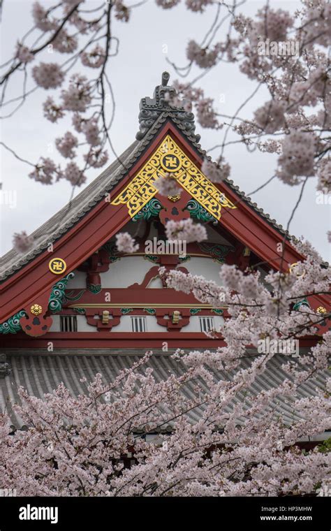 Cherry Blossom Festival à Asakusa jinja temple Tokyo Japan Photo Stock Alamy