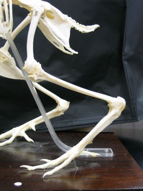 Bird Skeleton Leg Bones Bones Skeleton