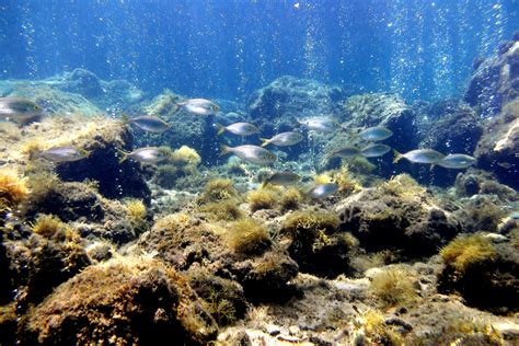 Insight Into Marine Lifes Ability To Adapt To Climate Change