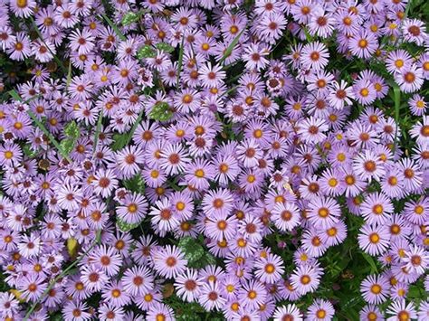 Check spelling or type a new query. Life Learning Center: ASTERS dan NARCISSUS