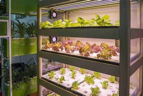 How To Create An Indoor Vegetable Garden