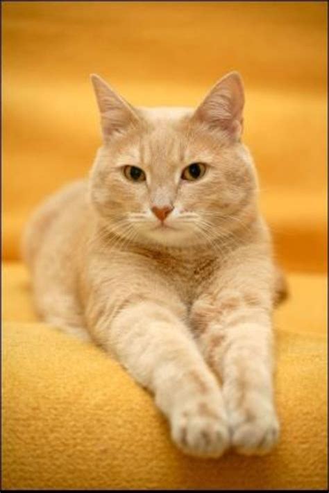 Ginger Tabby Cat Breeds Pets Lovers
