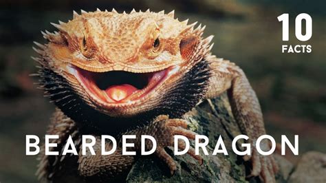 10 Facts About Bearded Dragon Youtube