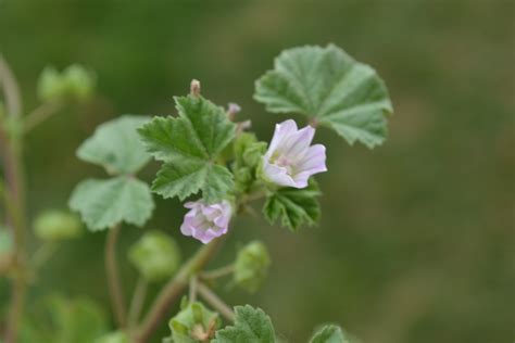 Common Mallow Is A Broadleaf Weed That Produces Light