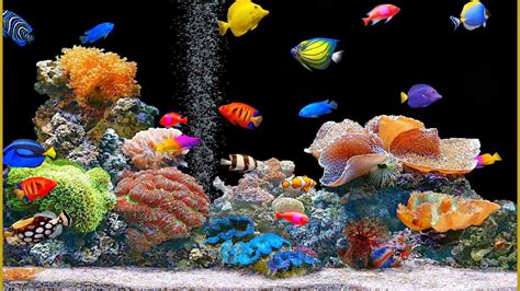 Animated Fish Tank 1600x900 Wallpaper