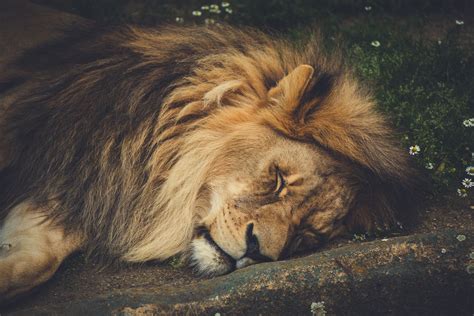 Lion Sleeping Free Stock Photo Public Domain Pictures