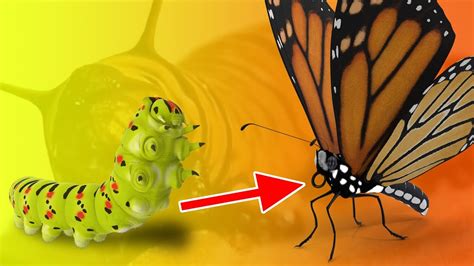 Monarch Butterfly As Caterpillar And Transforming Pt 1 Youtube