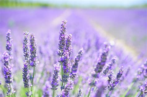 Lavender Relax