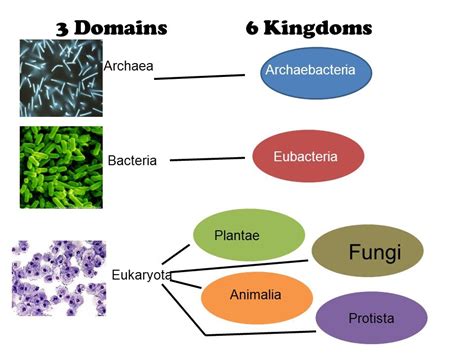 Archaea Domain Kingdom Archaebacteria