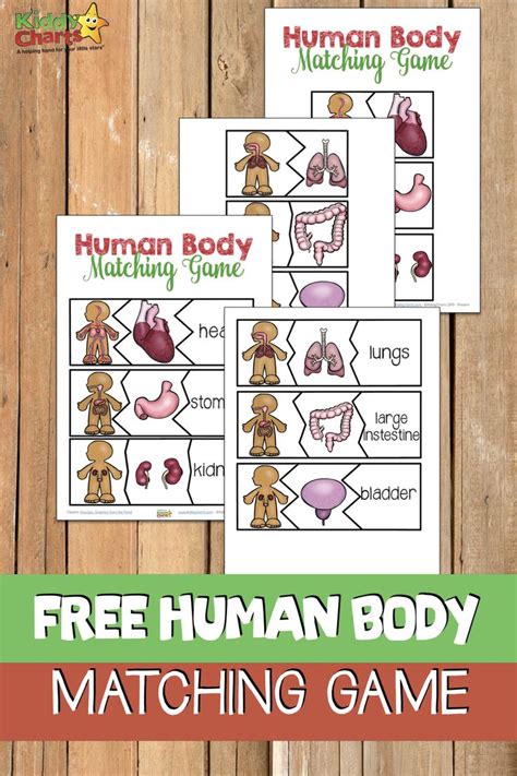 Pin On Free Human Anatomy Resources