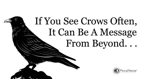 If You See Crows Often This May Be Why 8 Minute Read