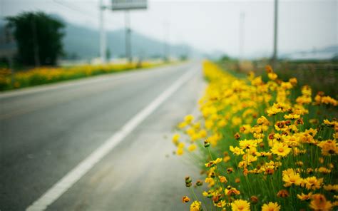 Landscape Flowers Road Wallpapers Hd Desktop And Mobile Backgrounds