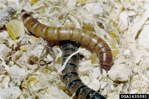 Mealworms Got Pests Board Of Pesticides Control Maine Dacf