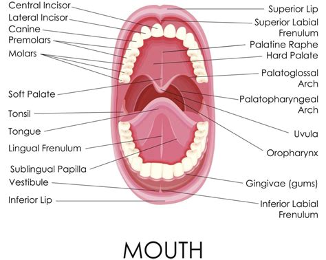 Labelled Diagram Of Human Mouth Human Digestive System Mouth