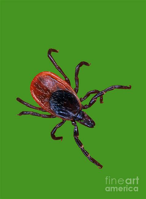 Female Blacklegged Tick Photograph By Science Source Fine Art America
