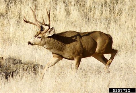 Mule Deer Odocoileus Hemionus