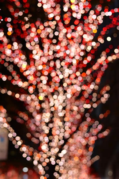 Fondos De Pantalla Japón Comida Noche Rojo Rama Coral Nikon