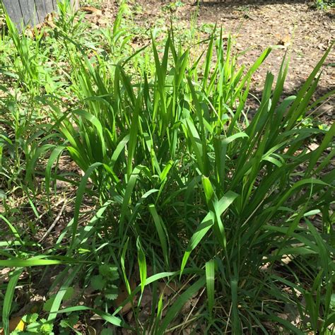 Elymus Hystrix Bottlebrush Grass Master Gardeners Of Northern Virginia