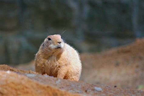 Prairie Dog Hunts In Nebraska Hunting Guide And Outfitter