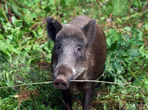 Babi Hutan Ngamuk, Warga Kuningan Babak Belur - Pojok Jabar