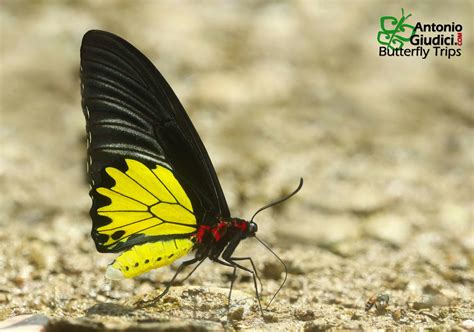Troides Helena Thai Butterfly Trips