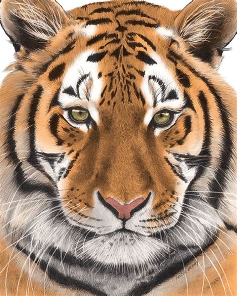 Tiger Pencil Drawing Colored 8x10 Fine Art Print By Theberrypress 15
