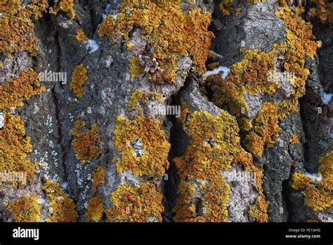 Moss On Tree Bark Stock Photo Alamy