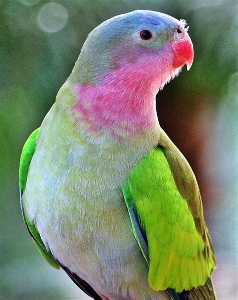Princess Parrot Rare In Central Australia By John Barnard Australian
