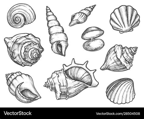 Set Isolated Seashell Sketches Or Conch Shell Vector Image