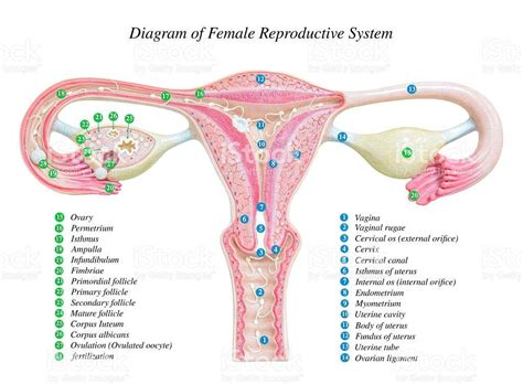 And in males testes secretes testosterone. Female reproductive system diagram