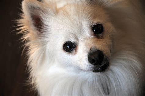 Cute White Pomeranian Puppy Free Stock Photo Public Domain Pictures