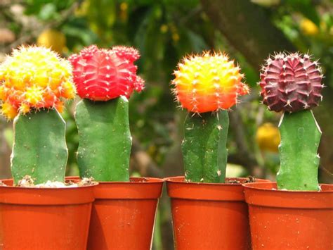 The plant's stems grow up to 1 foot tall and 2 1/2 inches thick. What are Grafted Cacti? | World of Succulents