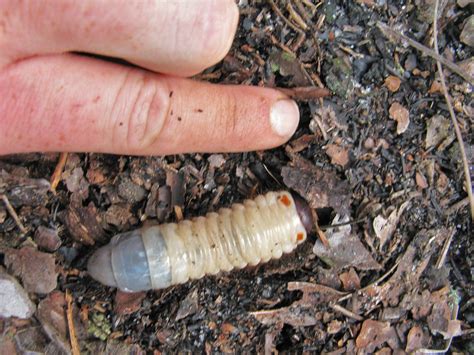 How To Kill And Remove Grubs Organic Grub Control And Treatment For Lawns
