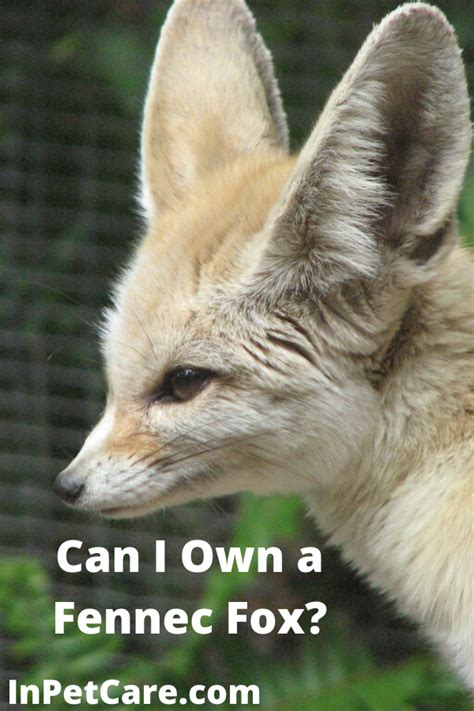 They are owned by a bank or a lender who took ownership through foreclosure proceedings. Pin on Fennec Fox Care