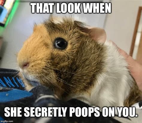 Guinea Pig Memes Almost As Cute And Funny As Guinea Pigs