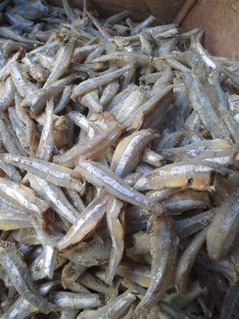 Umumnya, kucing memerlukan asupan protein, rendah karbohidrat, mineral, dan vitamin untuk mendukung hidup sehat mereka. 5 Makanan Berprotein Tinggi Yang Rendah Lemak