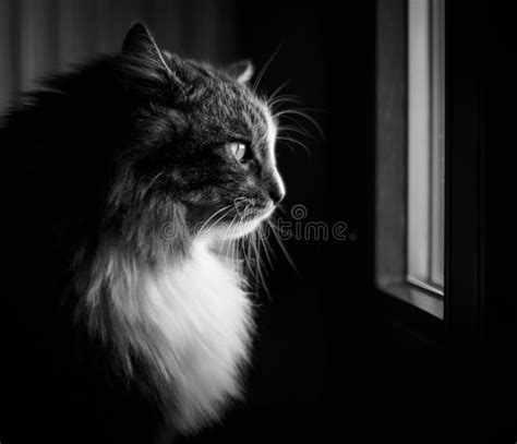 Cat Portrait In Black And White Stock Image Image Of Close Male