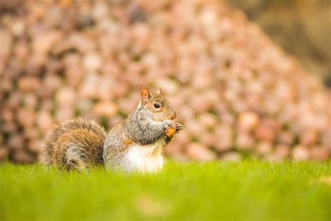 Fluffy Brown Squirrel Eating A Nut On Green Grass Stock Photo Image