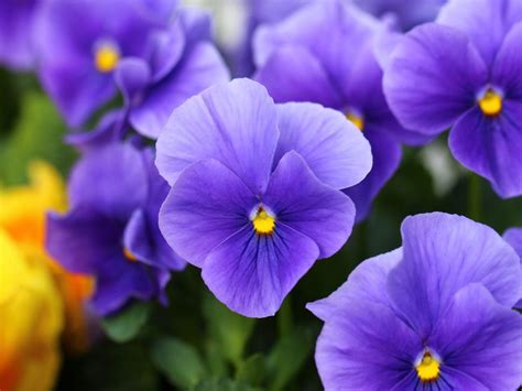 Fiore blu violetto con foglie a spada cruciverba / il vettore ha messo con il mazzo rosso, rosa e giallo del fiore del giglio di spada o di. Fiore Blu Violetto - Https Encrypted Tbn0 Gstatic Com ...