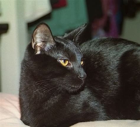All Black Cats With Particular Eye Color Cat Forum Cat Discussion