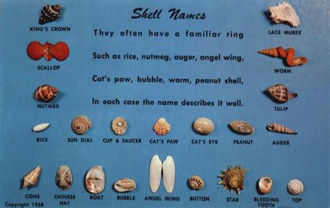 Shell Names