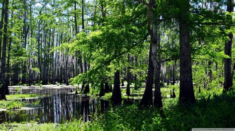 Summer Swamp Forest Photos Forest Wallpaper Background Pictures