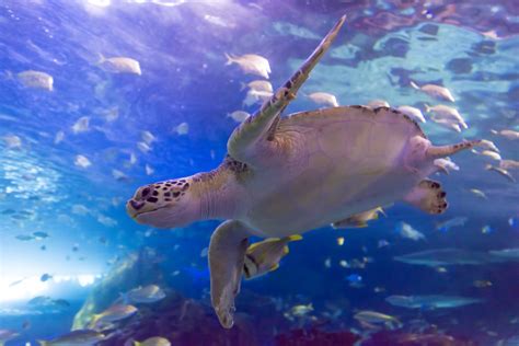 Ripleys Aquarium Of Canada Sea Turtle Feeding Seat Of Your Pants