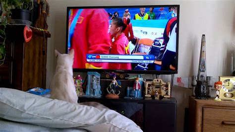 Cat Gets Into Watching Gymnastics Youtube