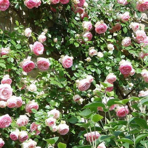 What better is that proflowers guarantees your floral gift will be easy to order and fresh and beautiful upon delivery. Rose Climbing - The Good Earth Garden Center