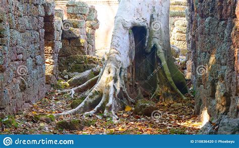 Stone Rock Ruin Wall And Tree Trunk Root Ta Prohm Temple In Angkor Wat