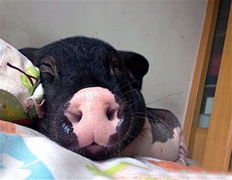 Depuis la matinée, cette garce zoophile ignore ce qui lui va arriver. Elle partage son lit avec un cochon de 82kg (photos) - RTL ...