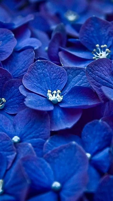 Download Blue Flower Wallpaper By Spyquake 60 Free On Zedge™ Now